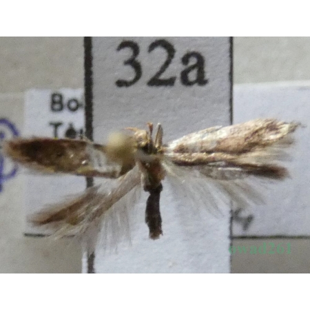 Bryotropha sp. Czech32a